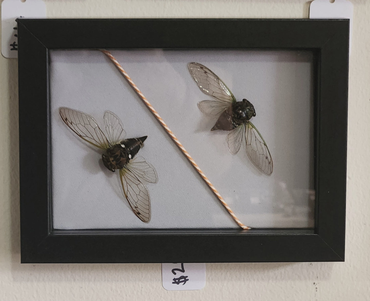 Cicada offers Shadowbox