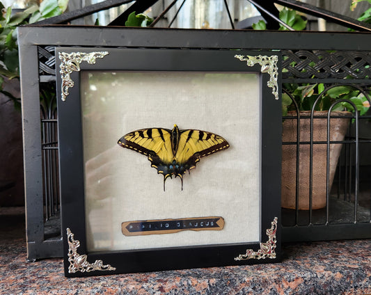 Butterfly shadow box