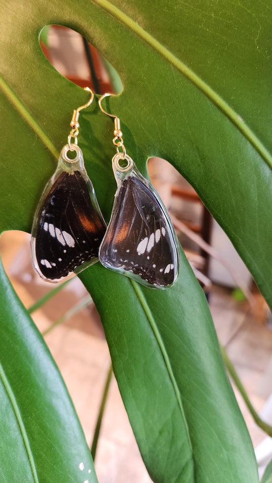 Multi-color ear wings