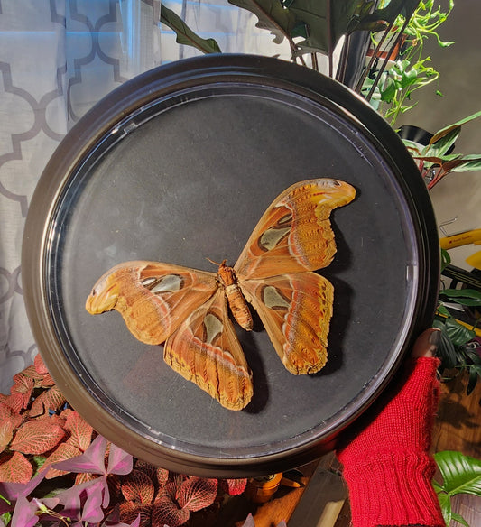 Atlas Moth