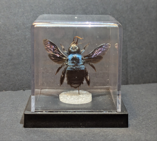 Blue Carpenter (Xylocopa caerulea)