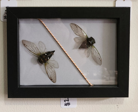 Cicada shadow box